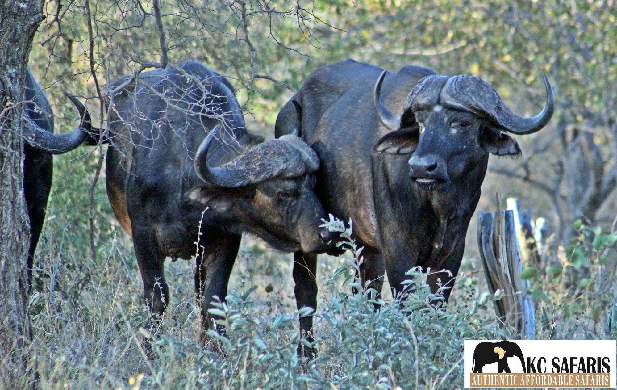 Roamers Rest Safari Lodge Balule Game Reserve Exterior photo