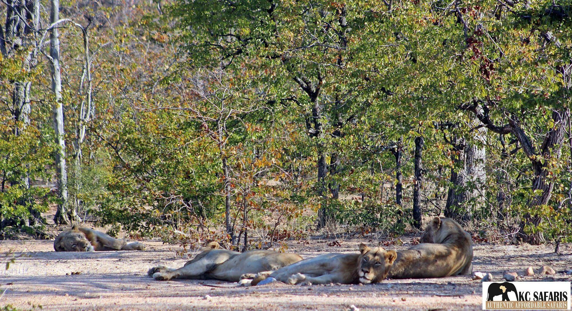 Roamers Rest Safari Lodge Balule Game Reserve Exterior photo